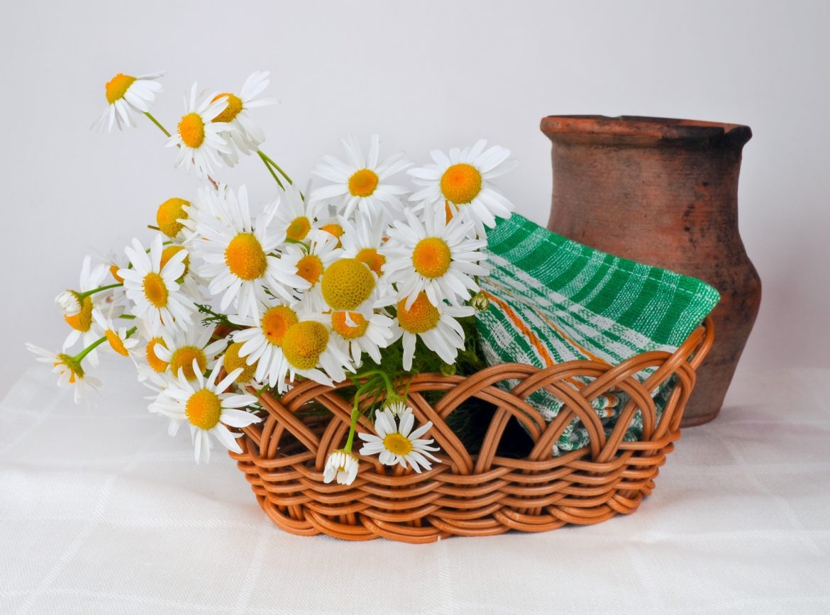 daisies-314435