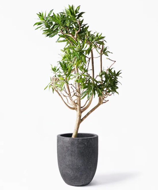 アメリカンスタイルに最適な観葉植物10選 アメリカらしい 多様なインテリアとともに Twist ツイスト