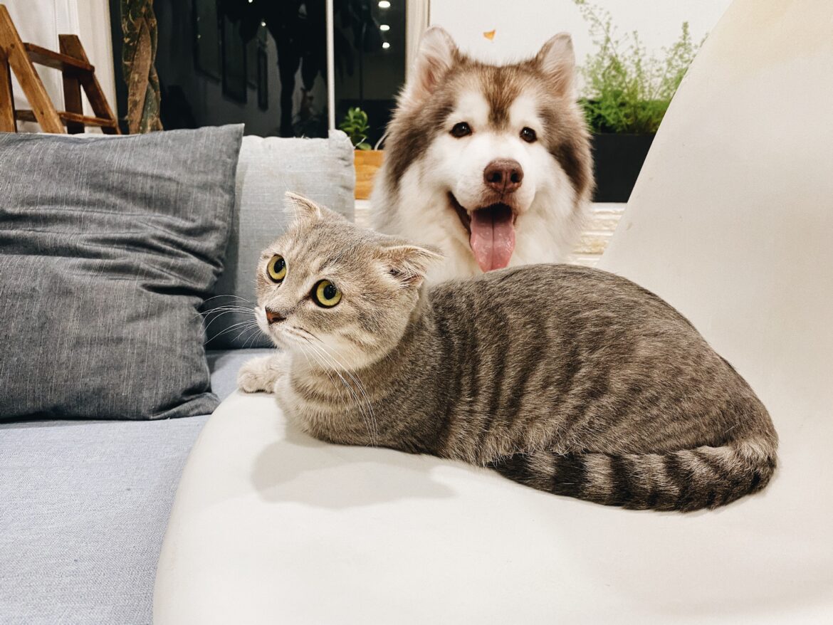 Deodorizing_measures_for_pet_odors