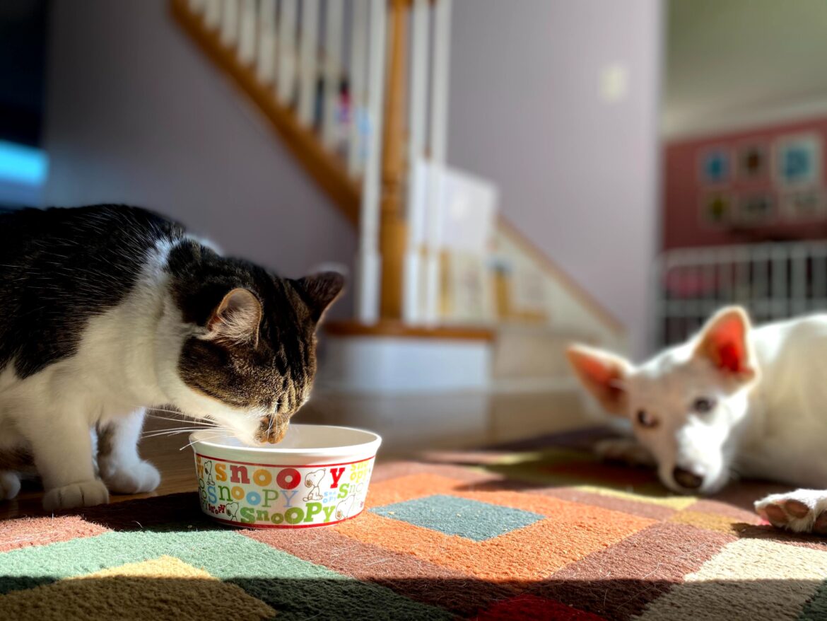 Pet deodorant goods