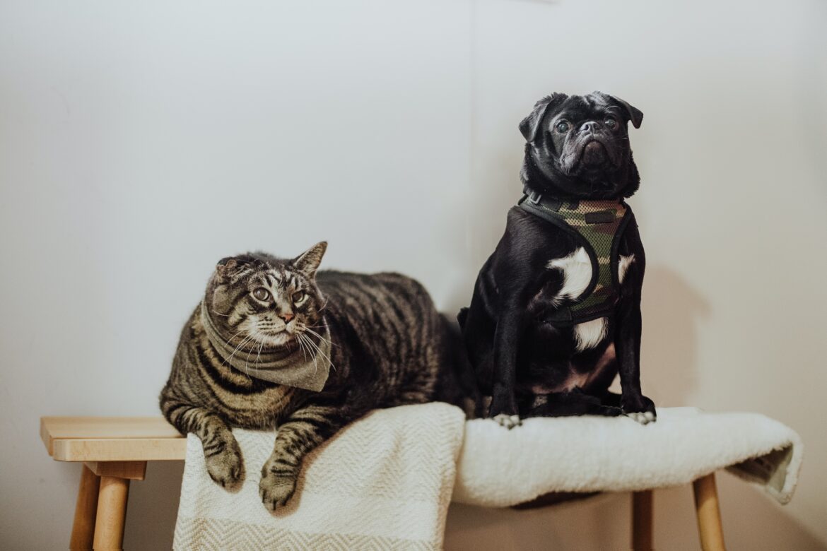 pet smell in apartment