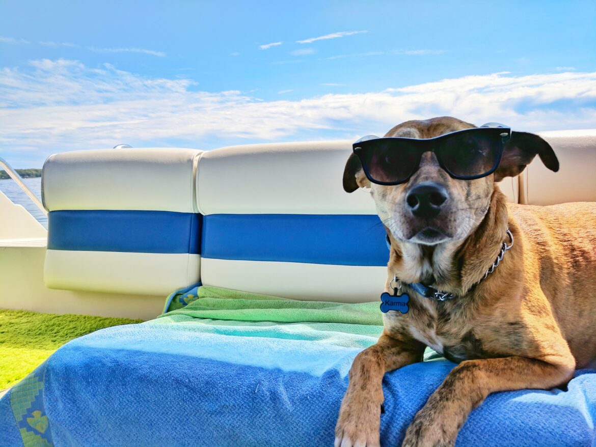 summer_pet_odor